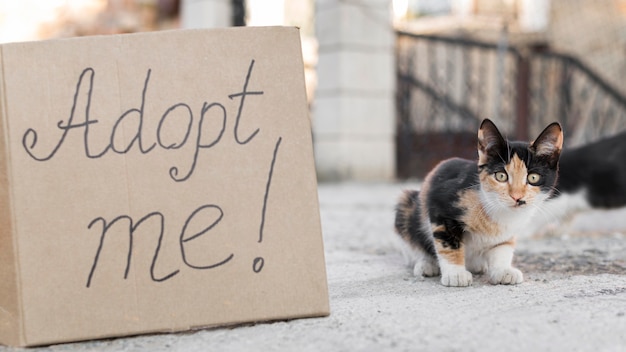 Cute cats outdoors with adopt me sign