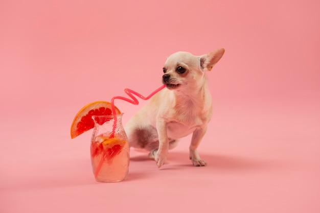 Free photo cute chihuahua dog drinking with straw
