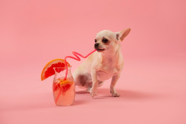 ストローで飲むかわいいチワワ犬