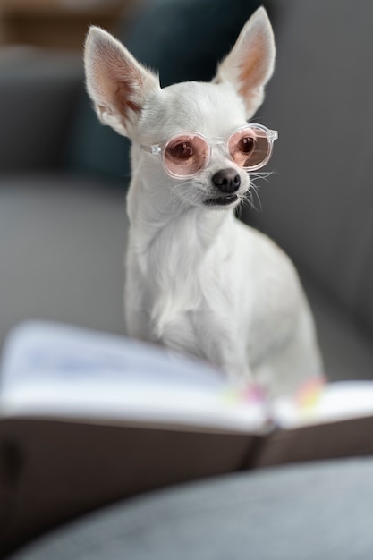 무료 사진 안경을 쓰고 책을 읽는 귀여운 치와와 강아지