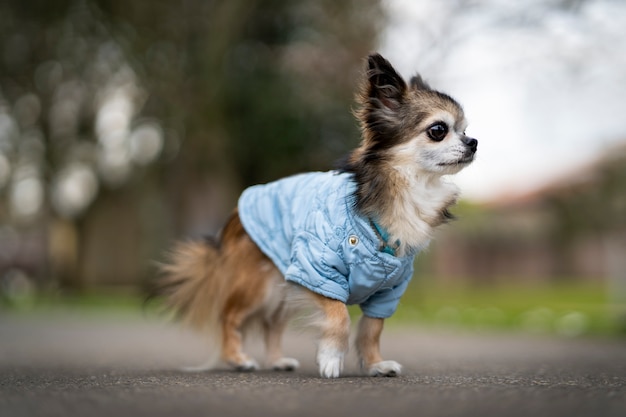 Free photo cute chihuahua dog spending time outdoors