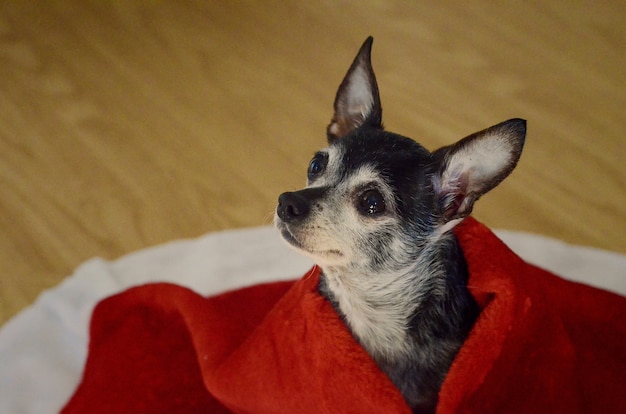 Free photo cute chihuahua dog with sad eyes covered with a red blanket