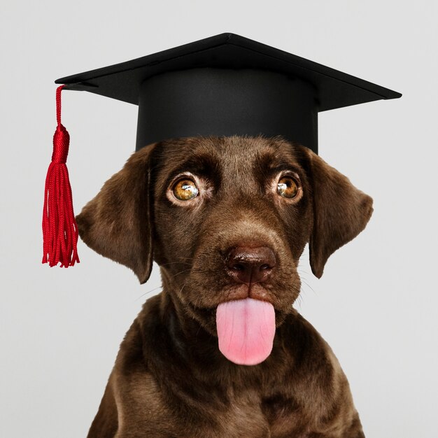 Cute chocolate Labrador Retriever in a graduation cap