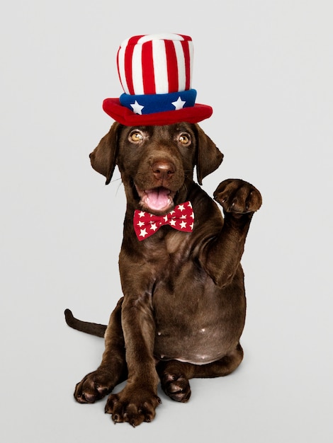 Free photo cute chocolate labrador retriever in uncle sam hat and bow tie