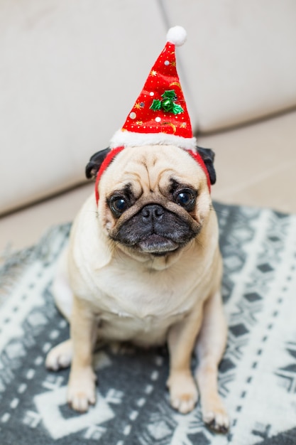 赤いサンタの帽子をかぶったかわいいクリスマスパグ子犬犬