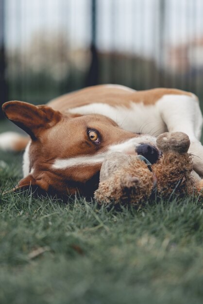 Cute closeup vertical shot of a white and brown dog with lying on a grass with a toy