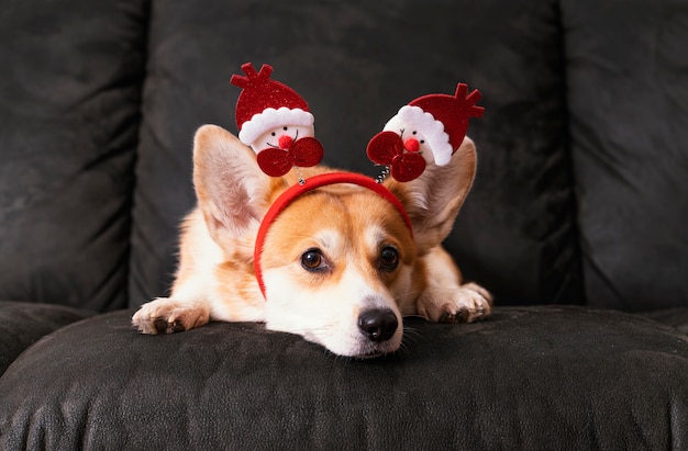 Cute corgi sitting on couch