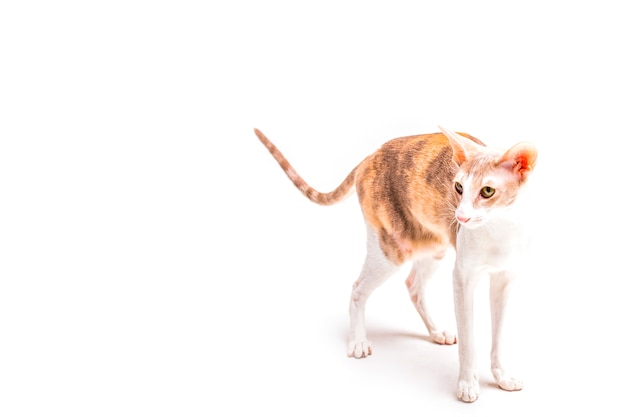 Cute cornish rex cat standing against white backdrop