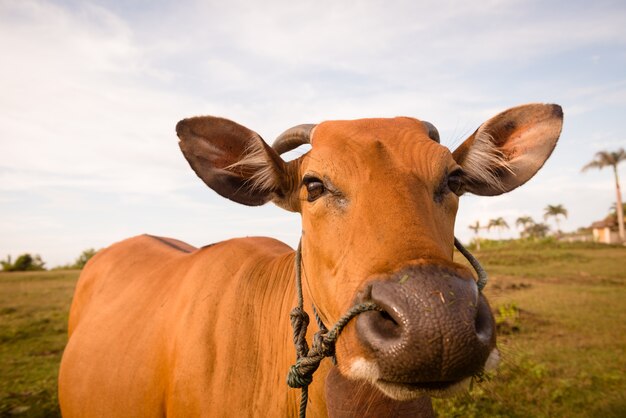 Cute cow closeup