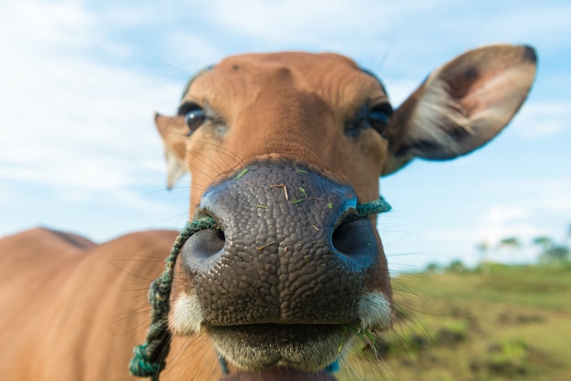 Foto gratuita primo piano della mucca sveglia