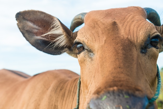 Free photo cute cow closeup