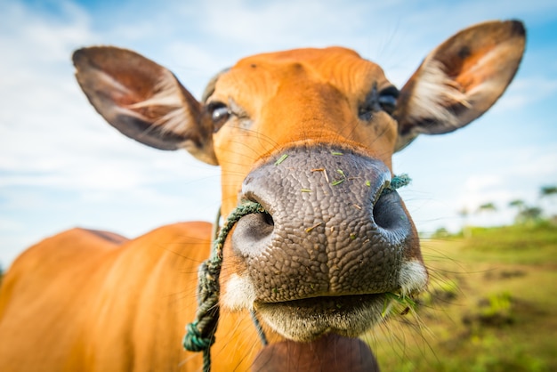 Foto gratuita primo piano della mucca sveglia