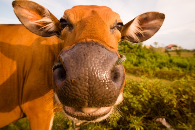 Foto gratuita mucca sveglia