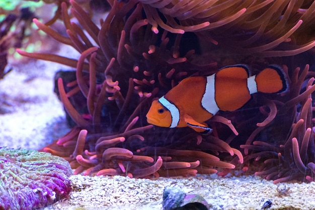 Cute crown fish swimming in the ocean