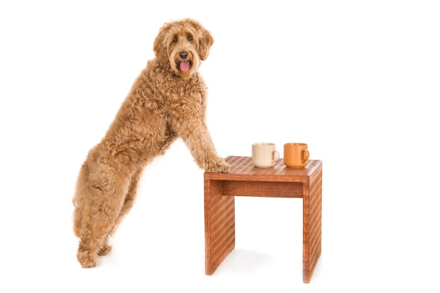 Free photo cute curly brown dog with its front paws on a small table with two mugs on it