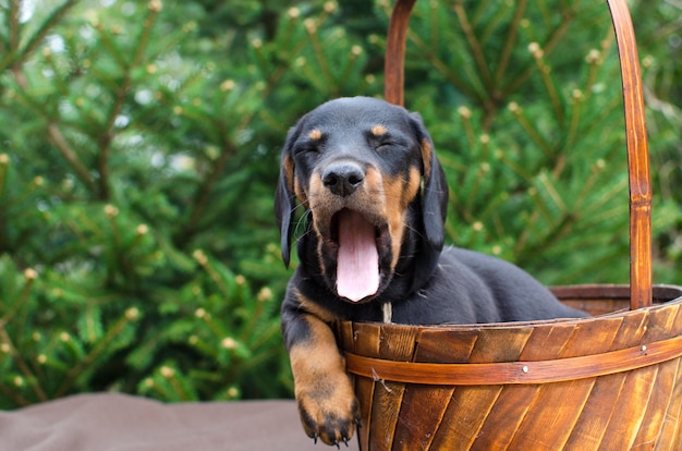 Cute dachshund puppy yawning