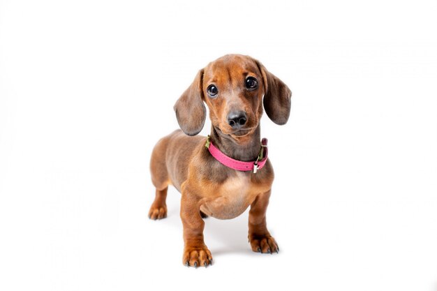 草の中に座っているダックスフンド子犬 プレミアム写真 草の中に座っているダックスフンド子犬 プレミアム写真