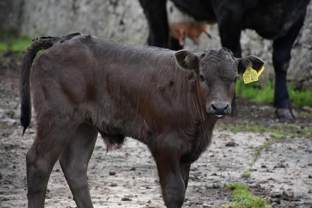 泥のエリアでかわいいダークココア色の子牛。