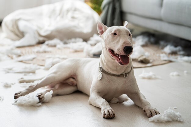 家で散らかした後のかわいい犬