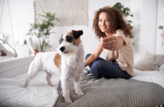 Cute dog on the bed in bedroom