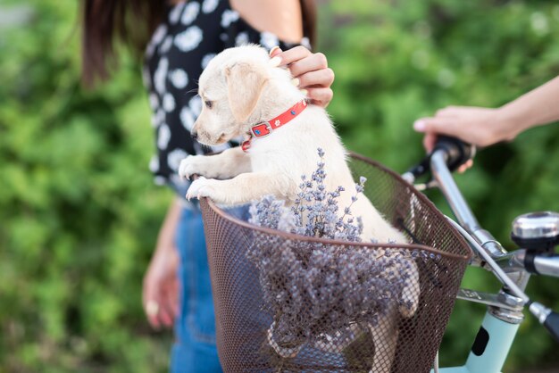 Cute dog in bicycle basket 