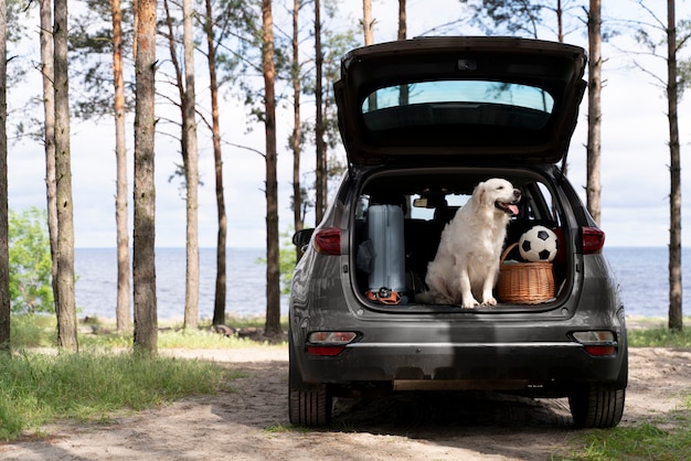 Cute dog in car trunk