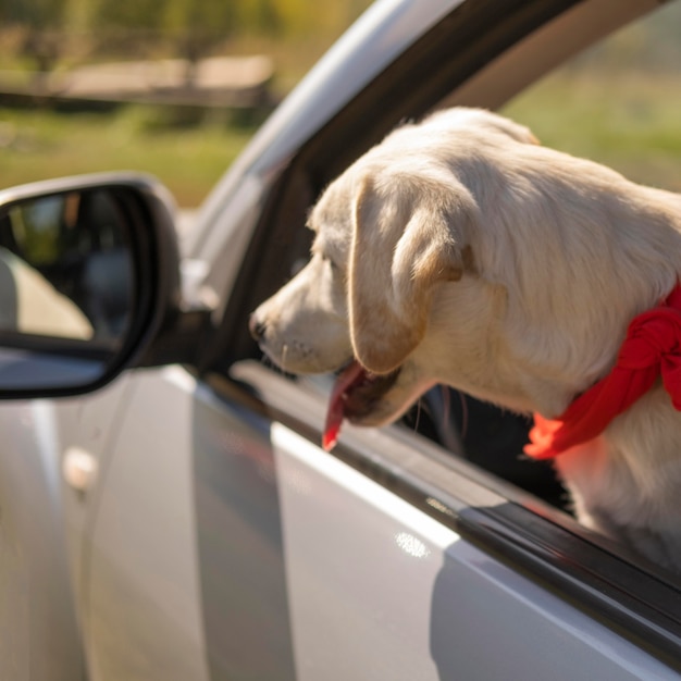 車の中でかわいい犬