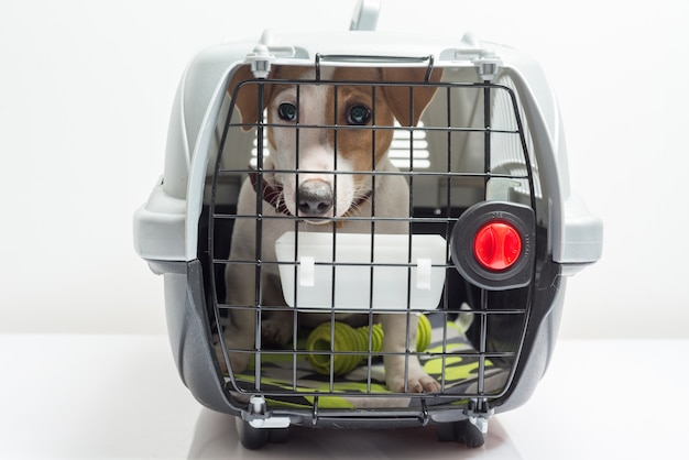 Cute dog in carrier