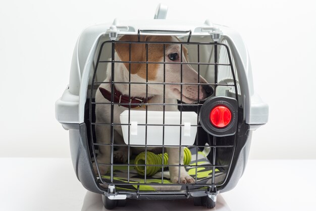 Cute dog in carrier