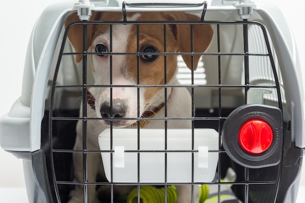 Cute dog in carrier