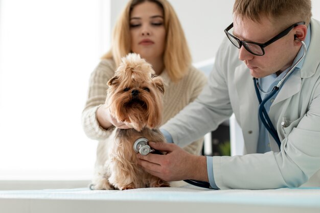 相談中のかわいい犬