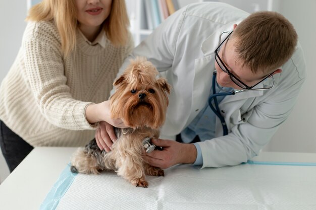 Cute dog during a consultation