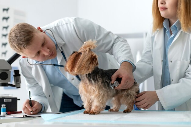 Cute dog during a consultation