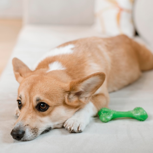 Cute dog on the couch with toy