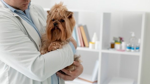 Simpatico cane durante una consultazione