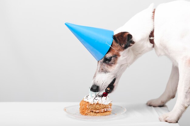 맛있는 생일 케이크를 먹는 귀여운 강아지