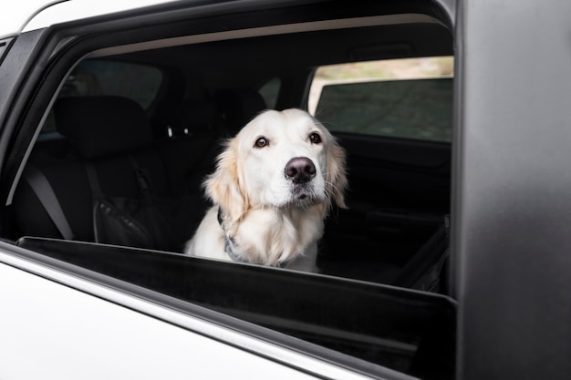 Cute dog enjoying a road trip