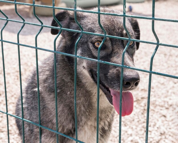 Cute dog behind fence waiting to be fostered by someone