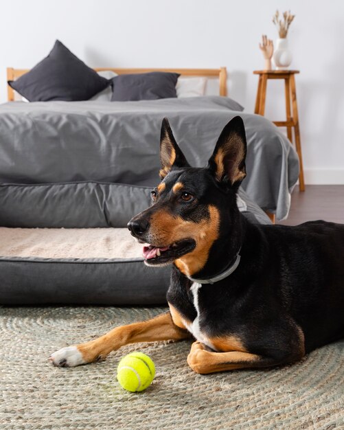 Cute dog on floor with ball