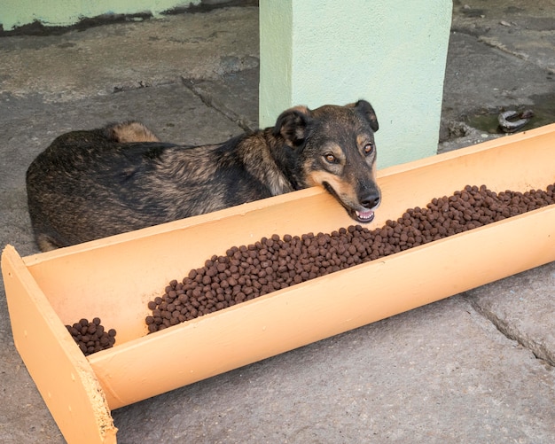 cute dog next to food waiting to be adopted