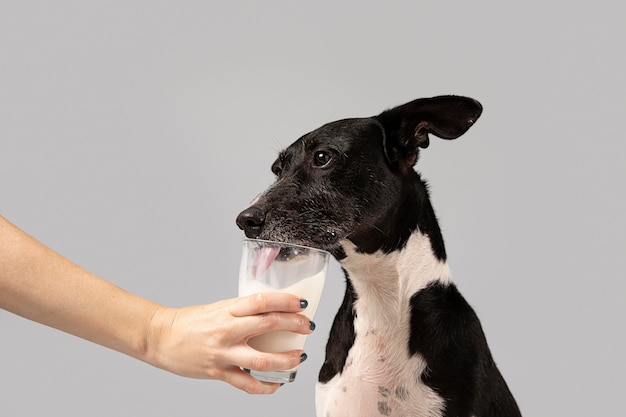 Милая собака получает молоко от своего хозяина