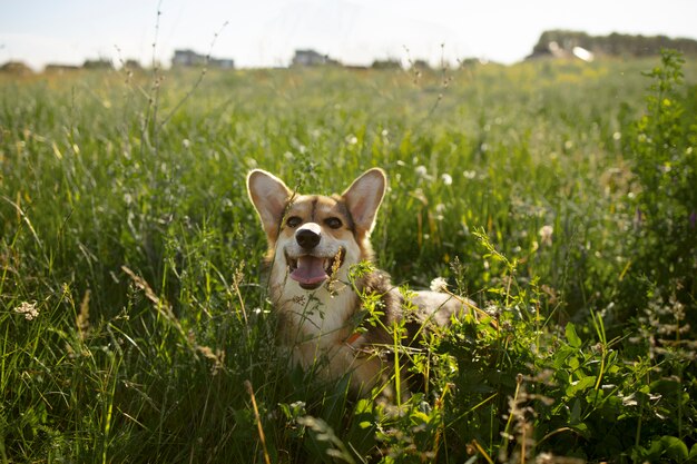 잔디에 귀여운 강아지