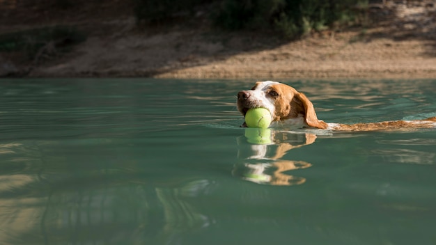 Cute dog holding a ball and swimming outdoors
