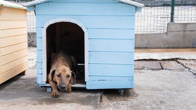 Cute dog in house waiting to be adopted by someone