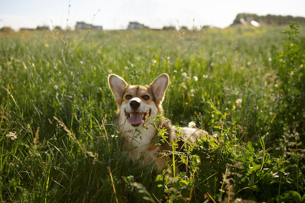 무료 사진 잔디에 귀여운 강아지