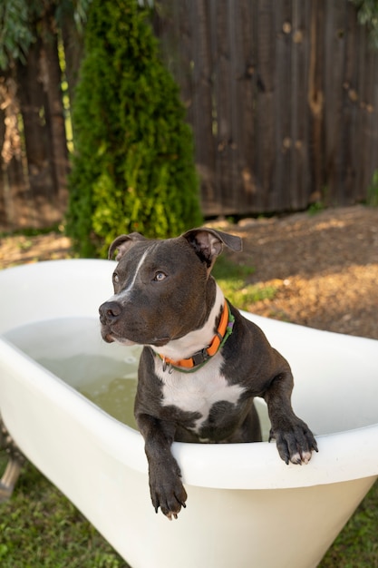 Cute dog laying in bathtub