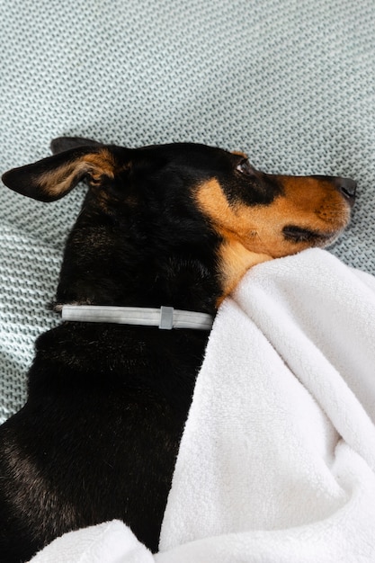 Cute dog laying on blanket