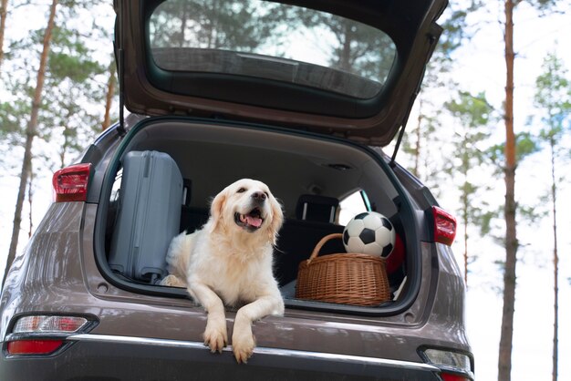 Cute dog laying in trunk low angle