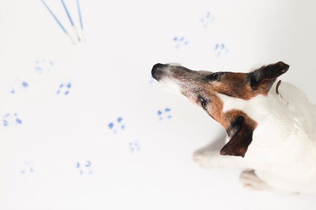 ペイントマークを残してかわいい犬