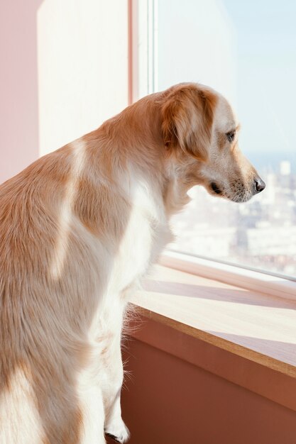 窓の外を見ているかわいい犬